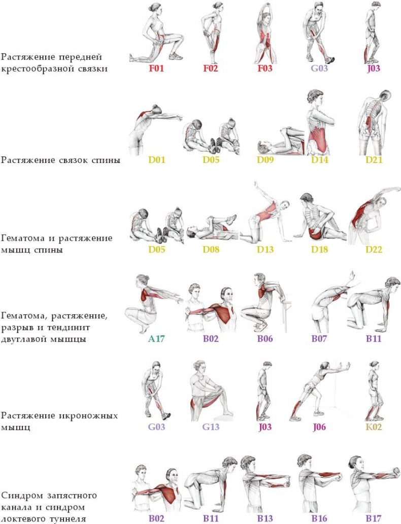 Анатомия стретчинга