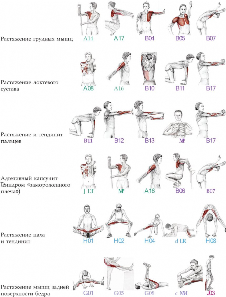 Анатомия стретчинга