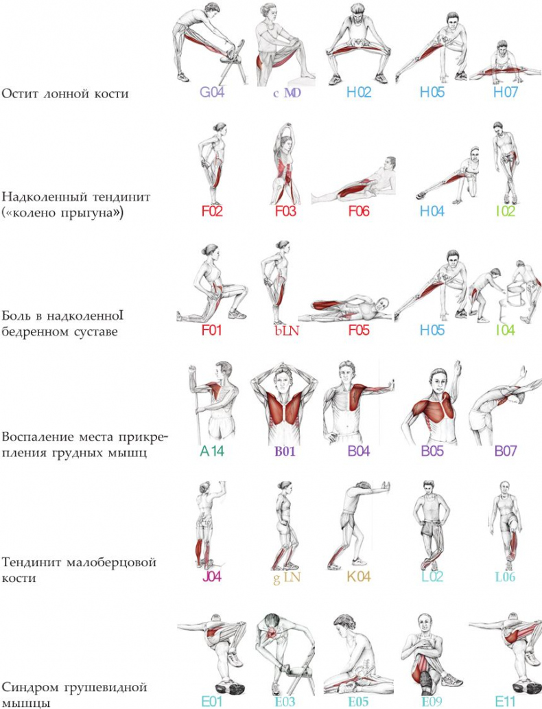 Анатомия стретчинга