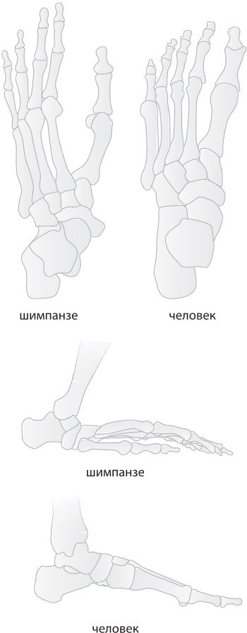 Как мы стали людьми. Поиски истоков человечества