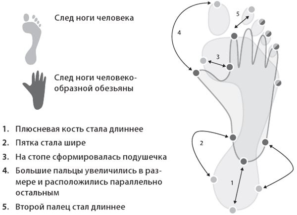 Как мы стали людьми. Поиски истоков человечества