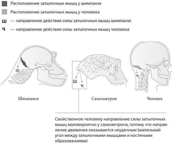 Как мы стали людьми. Поиски истоков человечества