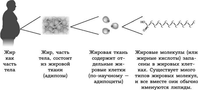 Правильный жир. Для чего он нужен организму и почему надо перестать его ненавидеть