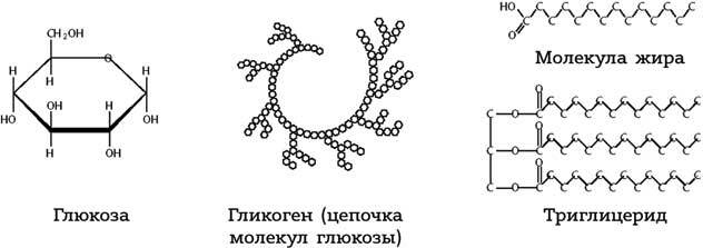 Правильный жир. Для чего он нужен организму и почему надо перестать его ненавидеть