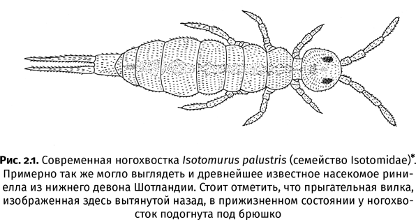 Краткая история насекомых. Шестиногие хозяева планеты