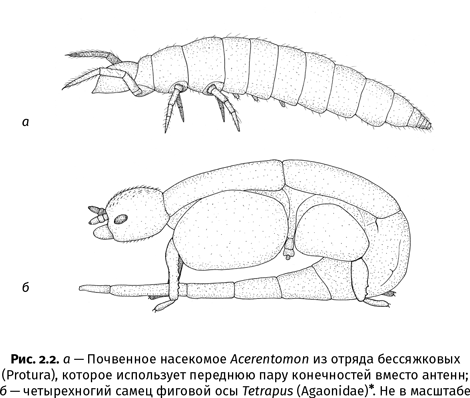 Краткая история насекомых. Шестиногие хозяева планеты