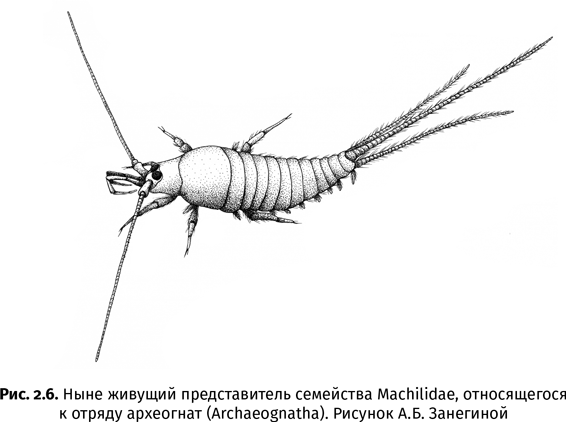 Краткая история насекомых. Шестиногие хозяева планеты