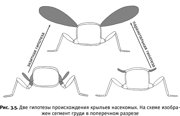 Краткая история насекомых. Шестиногие хозяева планеты