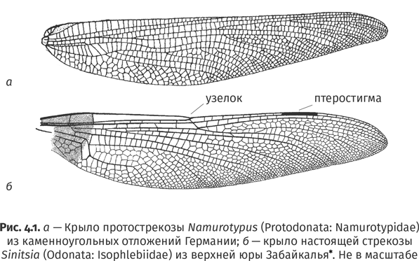 Краткая история насекомых. Шестиногие хозяева планеты