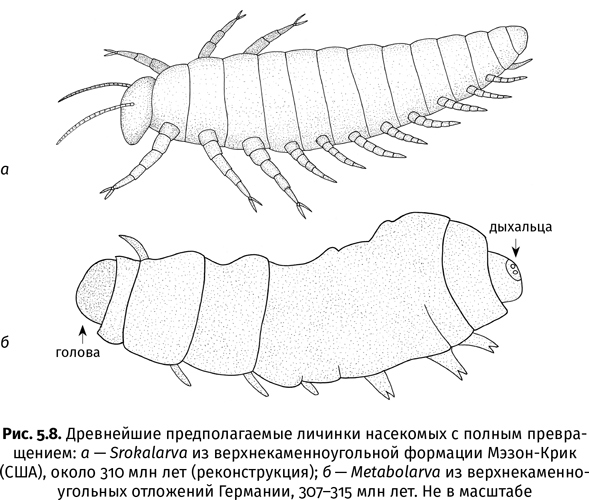 Краткая история насекомых. Шестиногие хозяева планеты