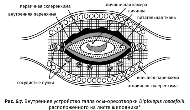 Краткая история насекомых. Шестиногие хозяева планеты