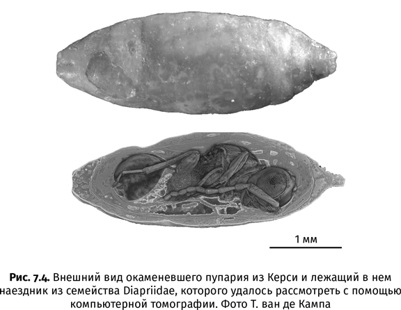 Краткая история насекомых. Шестиногие хозяева планеты