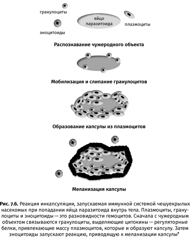 Краткая история насекомых. Шестиногие хозяева планеты