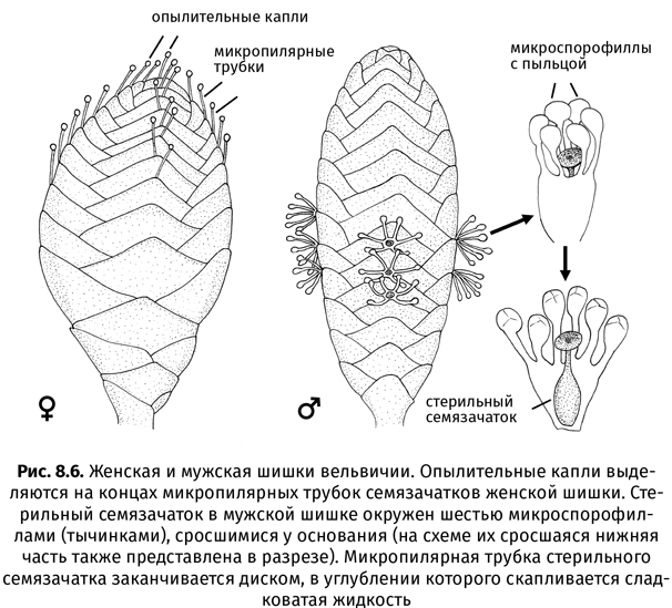 Краткая история насекомых. Шестиногие хозяева планеты