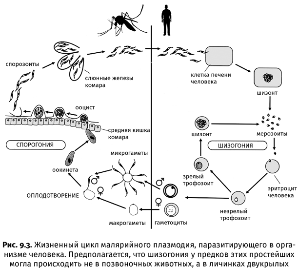 Краткая история насекомых. Шестиногие хозяева планеты