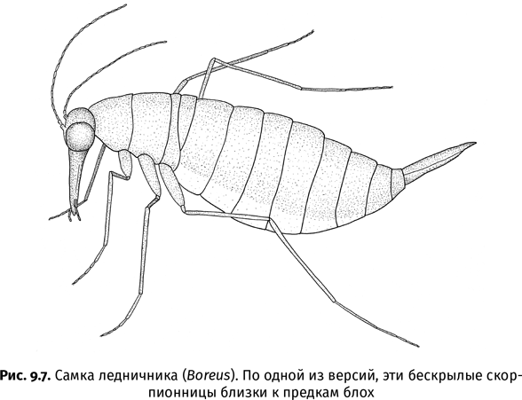 Краткая история насекомых. Шестиногие хозяева планеты