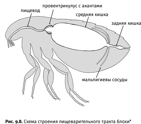 Краткая история насекомых. Шестиногие хозяева планеты