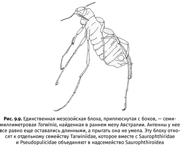 Краткая история насекомых. Шестиногие хозяева планеты