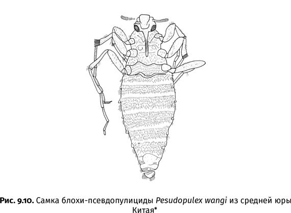 Краткая история насекомых. Шестиногие хозяева планеты