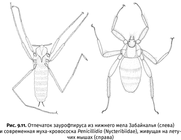 Краткая история насекомых. Шестиногие хозяева планеты