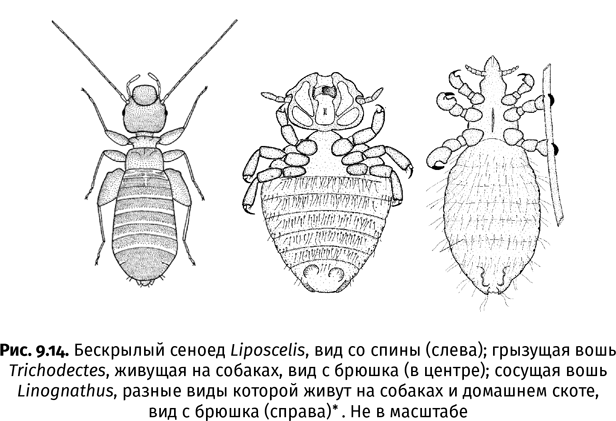 Краткая история насекомых. Шестиногие хозяева планеты