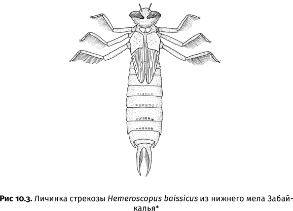 Краткая история насекомых. Шестиногие хозяева планеты