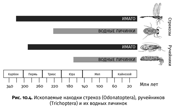 Краткая история насекомых. Шестиногие хозяева планеты