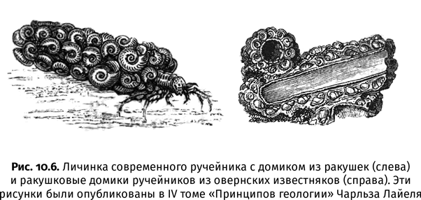 Краткая история насекомых. Шестиногие хозяева планеты