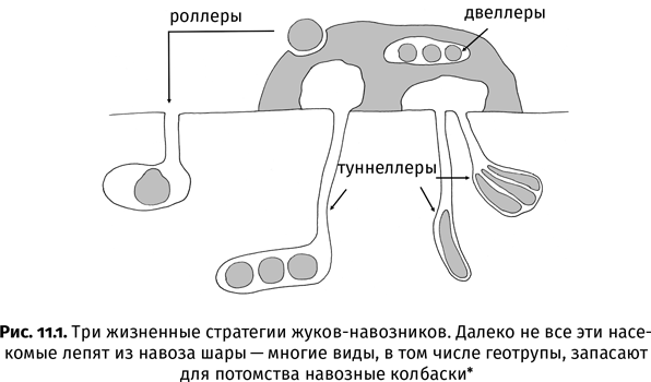 Краткая история насекомых. Шестиногие хозяева планеты