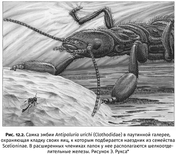 Краткая история насекомых. Шестиногие хозяева планеты