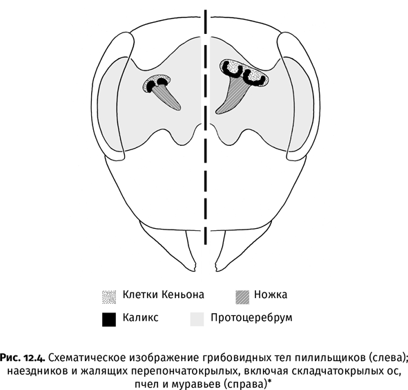 Краткая история насекомых. Шестиногие хозяева планеты