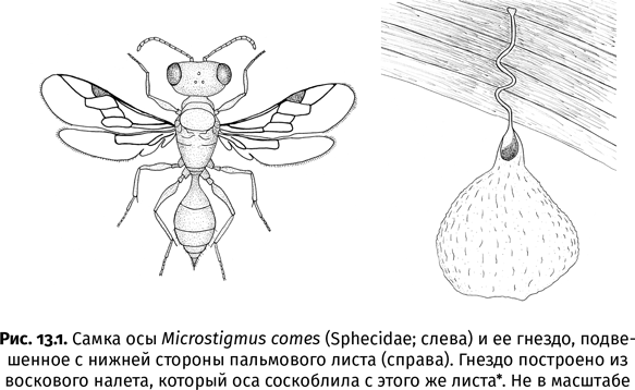 Краткая история насекомых. Шестиногие хозяева планеты