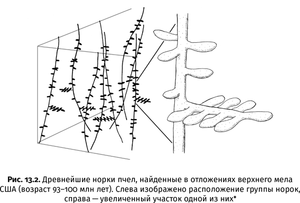 Краткая история насекомых. Шестиногие хозяева планеты