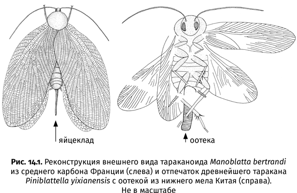 Краткая история насекомых. Шестиногие хозяева планеты