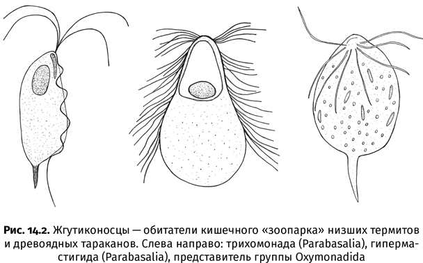 Краткая история насекомых. Шестиногие хозяева планеты