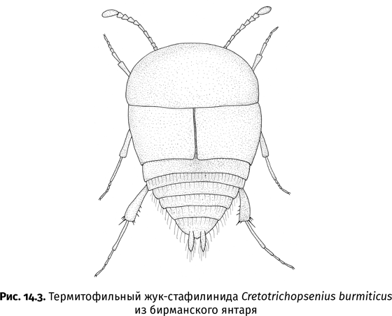 Краткая история насекомых. Шестиногие хозяева планеты