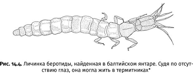 Краткая история насекомых. Шестиногие хозяева планеты