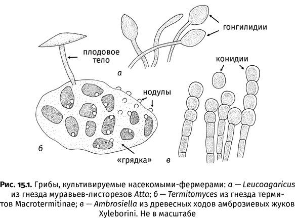 Краткая история насекомых. Шестиногие хозяева планеты