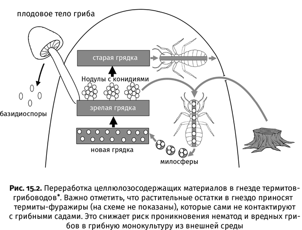 Краткая история насекомых. Шестиногие хозяева планеты