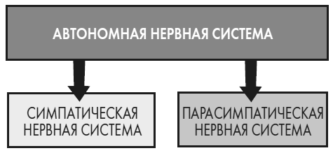 Развивай свой мозг. Как перенастроить разум и реализовать собственный потенциал