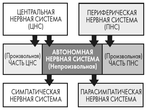 Развивай свой мозг. Как перенастроить разум и реализовать собственный потенциал