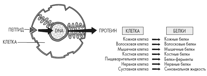 Развивай свой мозг. Как перенастроить разум и реализовать собственный потенциал