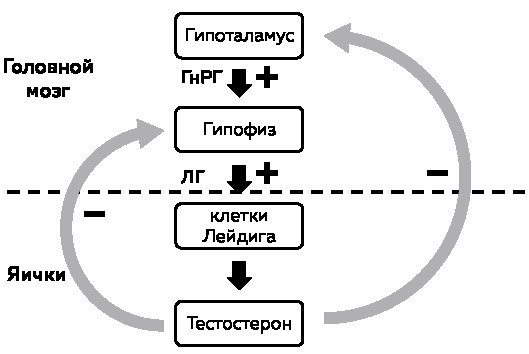 Его величество тестостерон. Путеводитель по жизни, полной сил