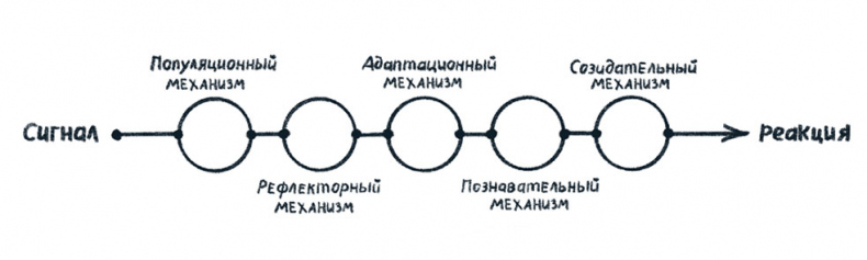 Просто о мозге. Как знания о мозге помогают получить больше