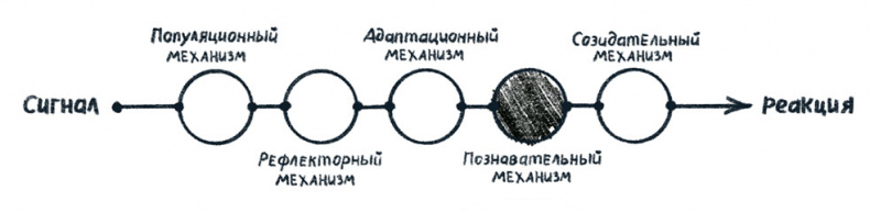 Просто о мозге. Как знания о мозге помогают получить больше