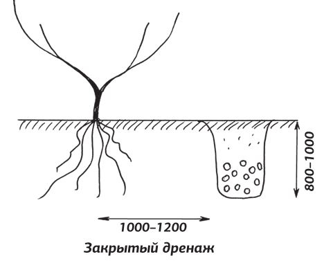 Как вырастить виноград и другие любимые ягоды