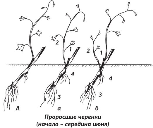 Как вырастить виноград и другие любимые ягоды