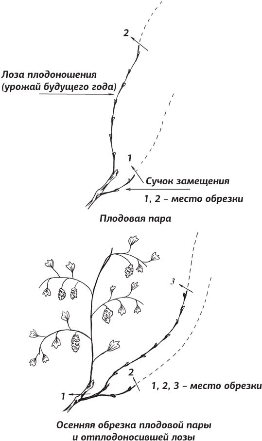 Как вырастить виноград и другие любимые ягоды