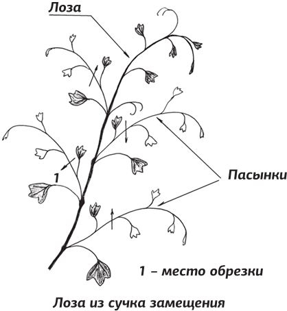 Как вырастить виноград и другие любимые ягоды