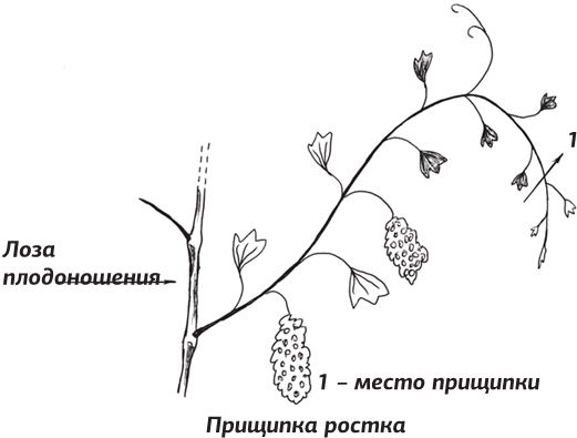 Как вырастить виноград и другие любимые ягоды